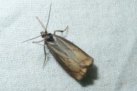 Chrysoteuchia culmella