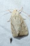 Cosmia trapezina