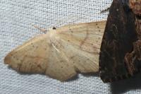 Cyclophora punctaria