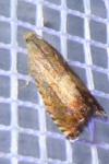 Pammene aurita