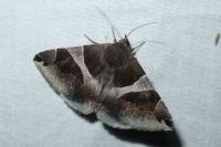 Dysgonia algira