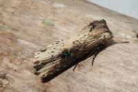 Axylia putris