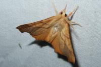 Ennomos fuscantaria