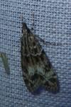 Eudonia mercurella