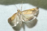 Evergestis limbata