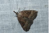 Hypena rostralis