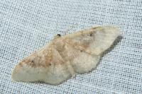 Idaea degeneraria