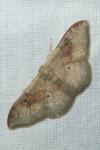 Idaea degeneraria