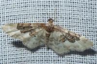 Idaea rusticata
