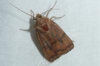 Noctua interjecta