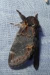 Notodonta dromedarius