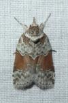 Nycteola siculana