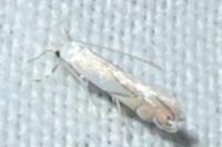 Phyllonorycter harrisella