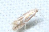 Phyllonorycter