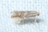 Phyllonorycter