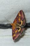 Pyrausta purpuralis