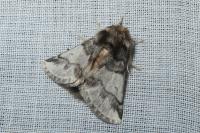Thaumetopoea processionea