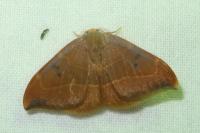 Watsonalla binaria