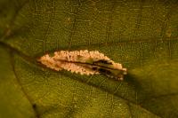 Phyllonorycter rajella