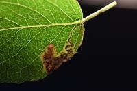 Stigmella pyri