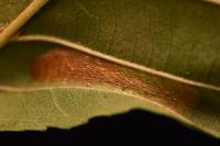 Phyllonorycter klemannella