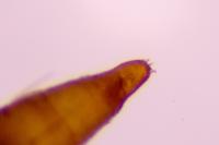 Phyllonorycter klemannella
