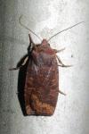 Conistra ligula