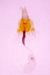 Coleophora flavipennella