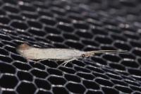 Coleophora albidella