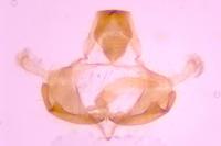 Coleophora albidella