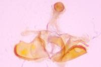 Coleophora flavipennella
