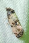 Cochylis atricapitana