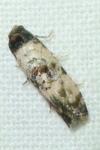 Cochylis atricapitana