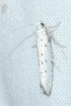 Yponomeuta