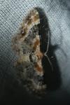 Eupithecia linariata