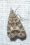 Eudonia mercurella