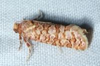 Lozotaeniodes formosana