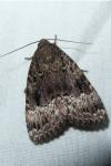 Amphipyra pyramidea