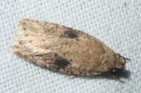 Agonopterix propinquella
