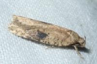 Agonopterix propinquella