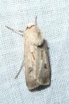 Agrotis exclamationis