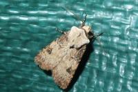 Agrotis puta