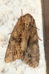 Apamea monoglypha