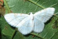 Asthena albulata