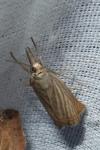 Chrysoteuchia culmella