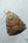 Cosmia trapezina