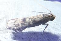 Dioryctria