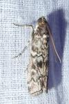 Dioryctria