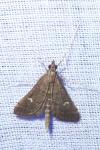 Dolicharthria punctalis