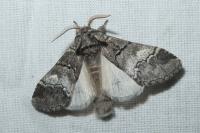 Drymonia querna